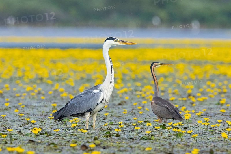 Grey heron (Ardea cinerea) and purple heron (Ardea purpurea) amidst flowering sea pots (Nymphoides peltata) Hungary