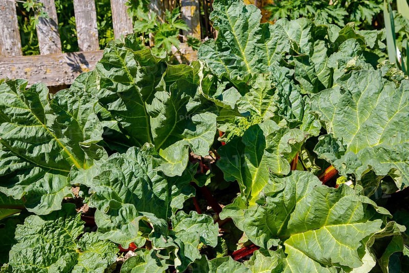 Herb garden near the stud farm museum and the Lauter spring, rhubarb (Rheum rhabarbarum), common rhubarb, vegetable rhubarb, curly rhubarb, Offenhausen, municipality of Gomadingen, Swabian Alb, Baden-Württemberg, Germany