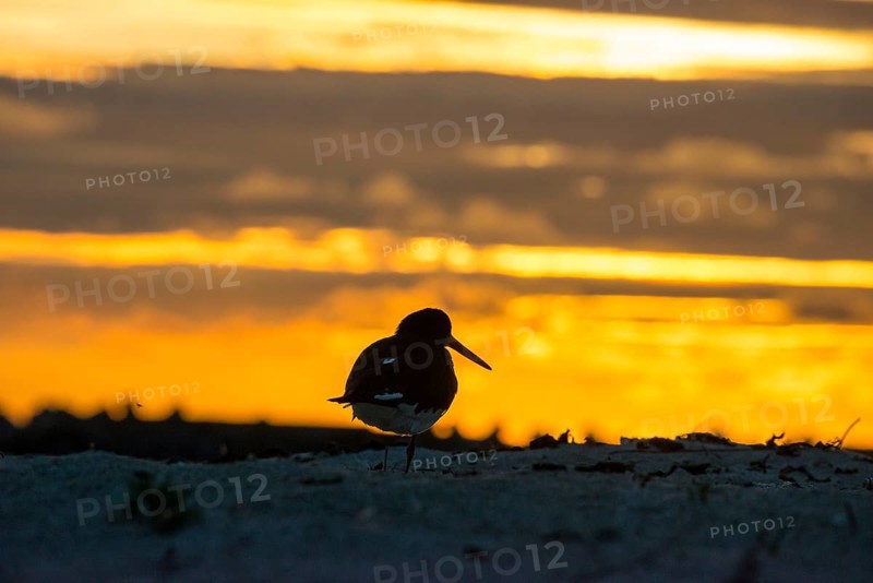 Oystercatcher (Haematopus ostralegus) with long beak and black and white plumage stands on one leg on the beach at sunset, calm, relax, relaxation, silhouette, resting, light, sky, clouds, warm tones, orange, yellow, gold, evening sky, sandy beach, sand, shore, nobody, maritime, beach, deserted, serenity, sea, seabird, wading bird, waders, limesticks, island dune, Heligoland, Schleswig-Holstein, North Sea, Germany