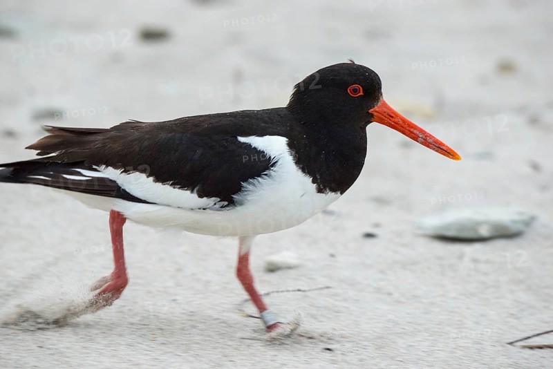 An oystercatcher (Haematopus ostralegus) with sandy, long red beak, red eyes and black and white plumage, ringed, close-up, portrait, portrait, looking into the camera, running fast over the sandy beach, motion blur, sand, beach, maritime, sea, seabird, wading bird, waders, limicoles, island dune, Heligoland, Schleswig-Holstein, North Sea, Germany