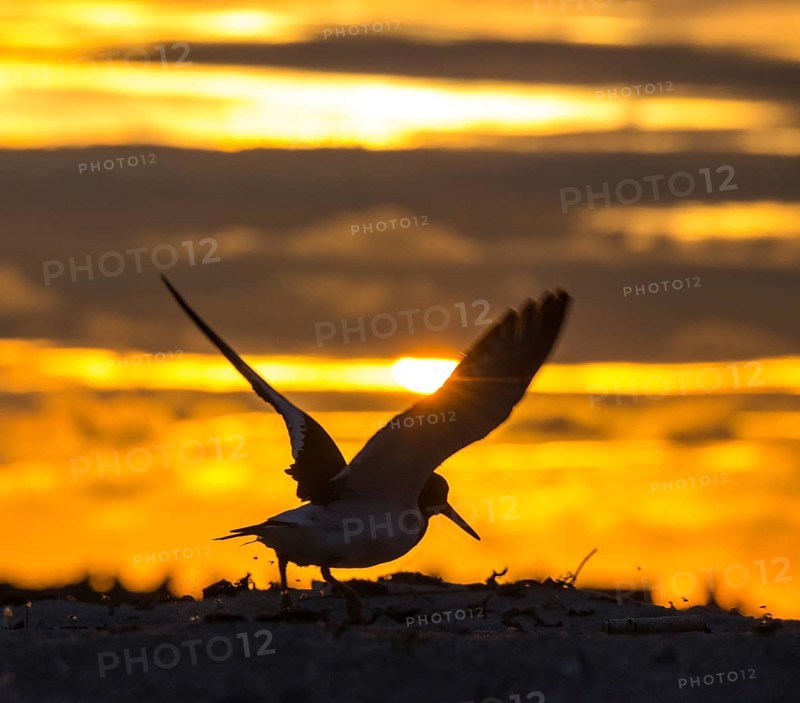 Oystercatcher (Haematopus ostralegus) with outstretched wings in front of the sunset on the beach, sun star, rays of light, movement, take-off, take-off, flying, excitement, movement, silhouette, light, sky, clouds, warm tones, orange, yellow, gold, evening sky, sandy beach, sand, shore, nobody, maritime, beach, deserted, sea, seabird, wading bird, waders, limesticks, island dune, Heligoland, Schleswig-Holstein, North Sea, Germany