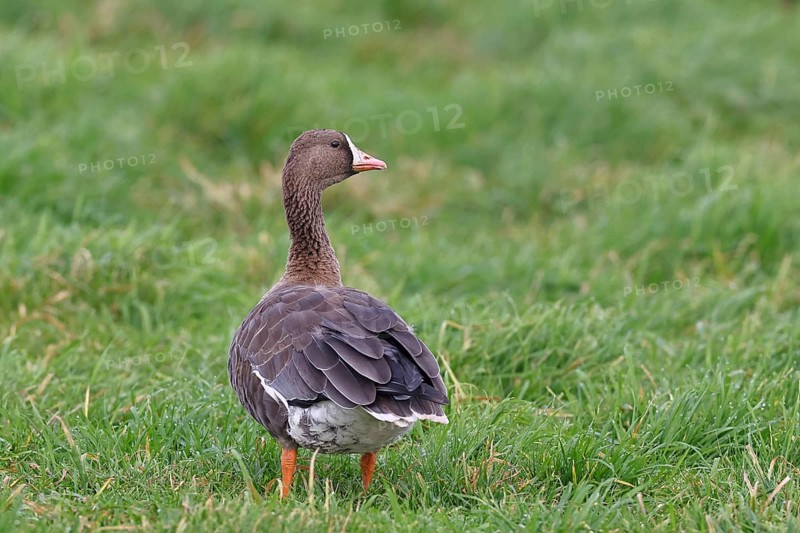 White-fronted goose (Anser albifrons), standing in a meadow in the wintering area, wildlife, Bislicher Insel nature reserve, Xanten, Lower Rhine, North Rhine-Westphalia, Germany