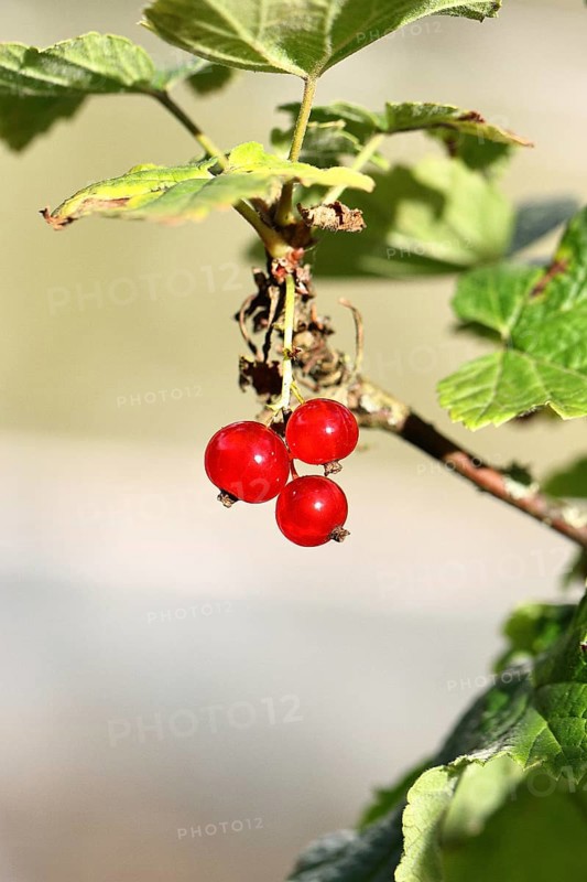 Redcurrant (Ribes rubrum), ripe berries on a bush in a garden, Wilnsdorf, North Rhine-Westphalia, Germany
