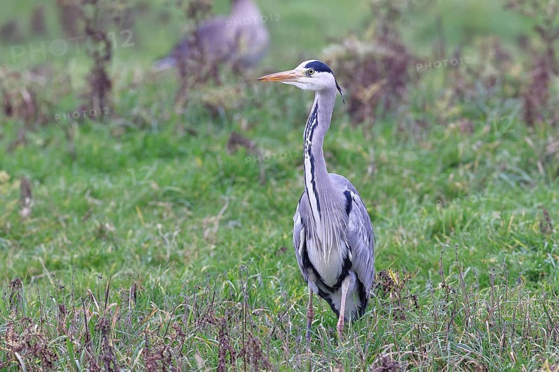 Grey heron (Ardea cinerea), standing in a meadow, Bieslicher Insel, Lower Rhine, North Rhine-Westphalia, Germany