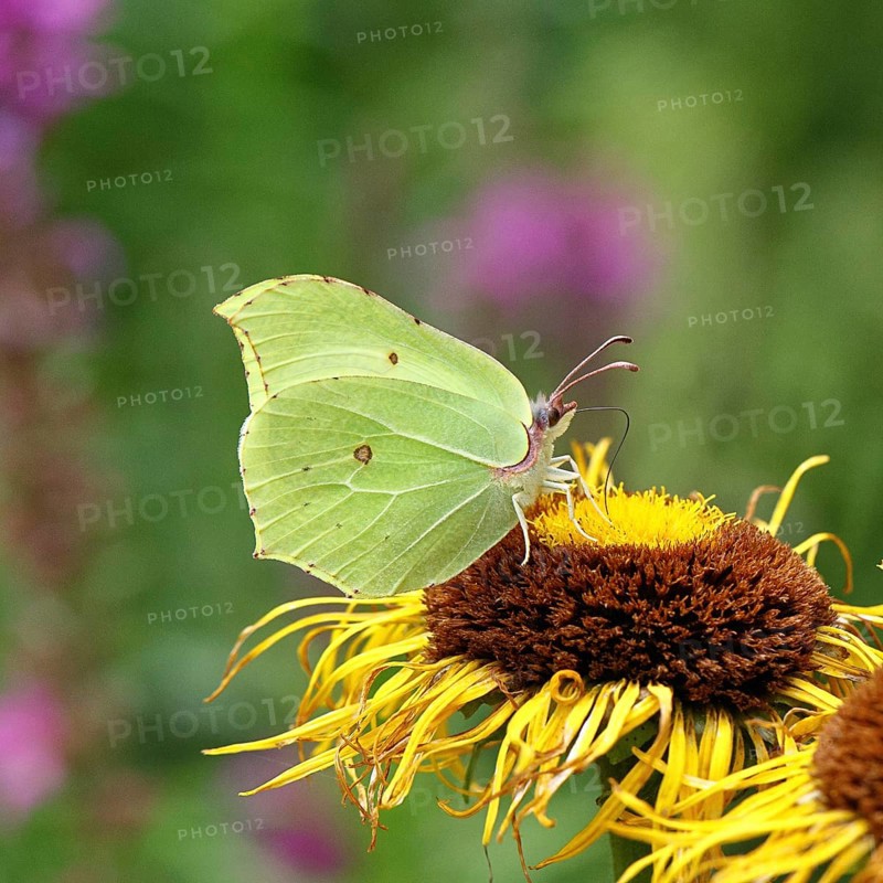Lemon butterfly (Gonepteryx rhamny) on a yellow flower of a Great Telekie (Telekia speciosa), Wilnsdorf, North Rhine-Westphalia, Germany