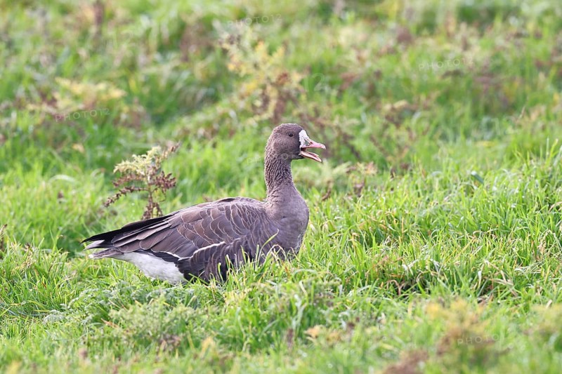 White-fronted goose (Anser albifrons), calling in the wintering area in a meadow, wildlife, Bislicher Insel nature reserve, Xanten, Lower Rhine, North Rhine-Westphalia, Germany