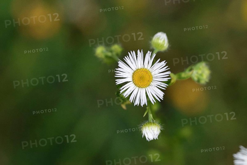 Annual ragweed (Erigeron annuus), by the wayside in a field, Wilnsdorf, North Rhine-Westphalia, Germany