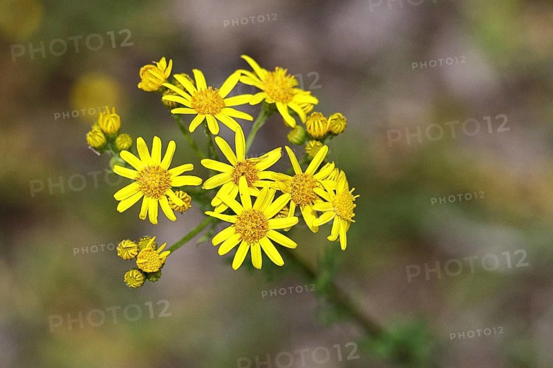 St James' ragwort (Senecio jacobaea), yellow flowers in a meadow, poisonous plant, toxic to humans and animals, Wilnsdorf, North Rhine-Westphalia, Germany