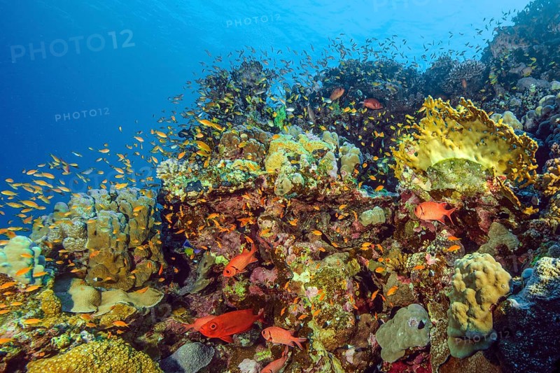 Fish-rich colourful vibrant coral reef of stony corals (Scleractinia) reef-building corals in front large shoal of jewel flag perch (Pseudanthias squamipinnis) jewel flag perch below bigeye perch (Priacanthus sagittarius) Red Sea, Egypt