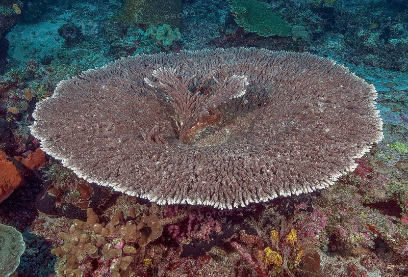 Round grown Hyacinth Table Coral View of round grown healthy intact Hyacinth Table Coral (Acropora hyacinthus) Hyacinth Table Coral, Pacific Ocean, Halmahera, Moluccas, Indonesia