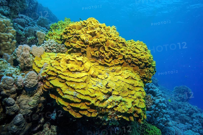 Yellow cup coral (Turbinaria mesenterina) Stony corals Hard corals Reef-building corals in intact coral reef, Red Sea, Sinai, Egypt