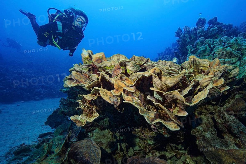Diver looking at floats floats during underwater sports scuba diving next to goblet coral (Turbinaria mesenterina) reef-building hard coral stony coral, Red Sea, Sinai Peninsula, Egypt