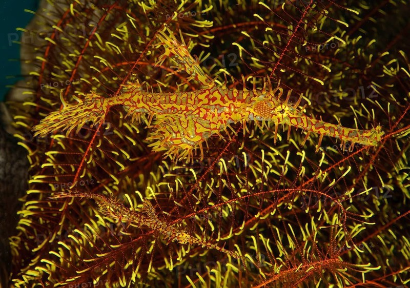 Pair of Harlequin Ghost Pipefish (Solenostomus paradoxus), Jewelled Ghost Pipefish, Indian Ocean, Thailand