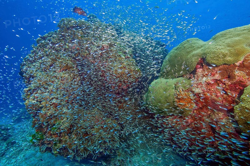 School of glassfish (Parapriacanthus guentheri) Pigmy Sweeper swimming around colourful coral block, Andamen Sea, Thailand