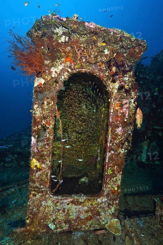Pigmy sweeper (Parapriacanthus ransonneti) hiding in staircase of shipwreck, Indian Ocean, South Male Atoll, Maldives