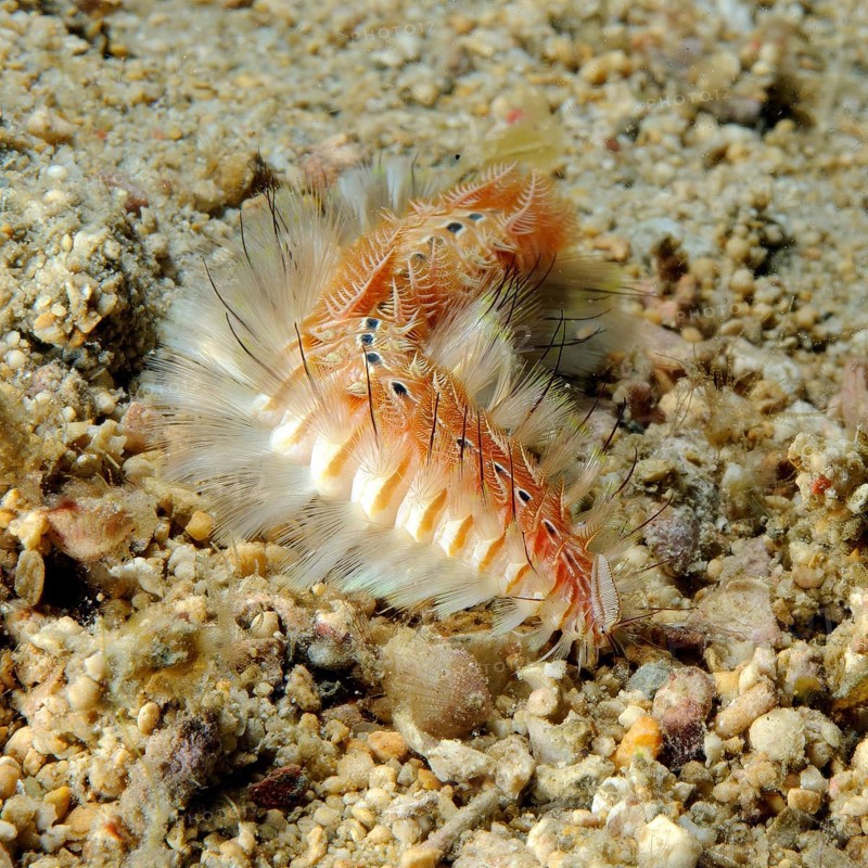Golden fireworm (Chloeia flava) Bristle worm with pointed poisonous whitish light-coloured calcareous bristles Spines crawls over sandy seabed, Pacific, Indo-Pacific, Indian Ocean, Red Sea