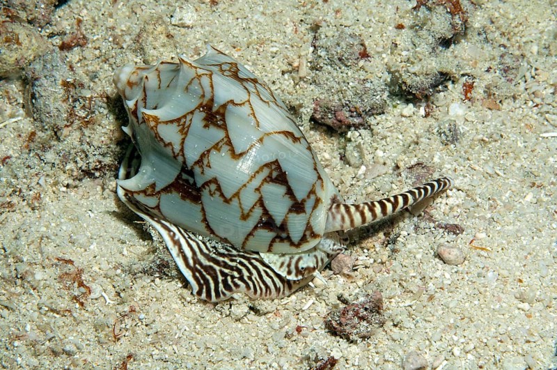 Bat roller snail (Cymbiola vespertilio) Bat roller, bat snail, Pacific, Indo-Pacific, Philippine Sea, Philippines