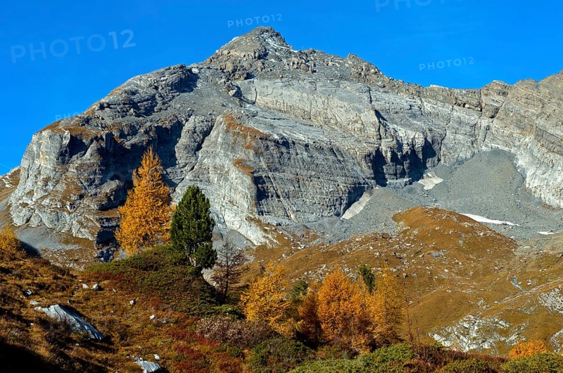 Larch in golden autumn dress in the Bougnone pasture area, Dent Favre summit at the back, Ovronnaz, Leytron, Valais, Switzerland