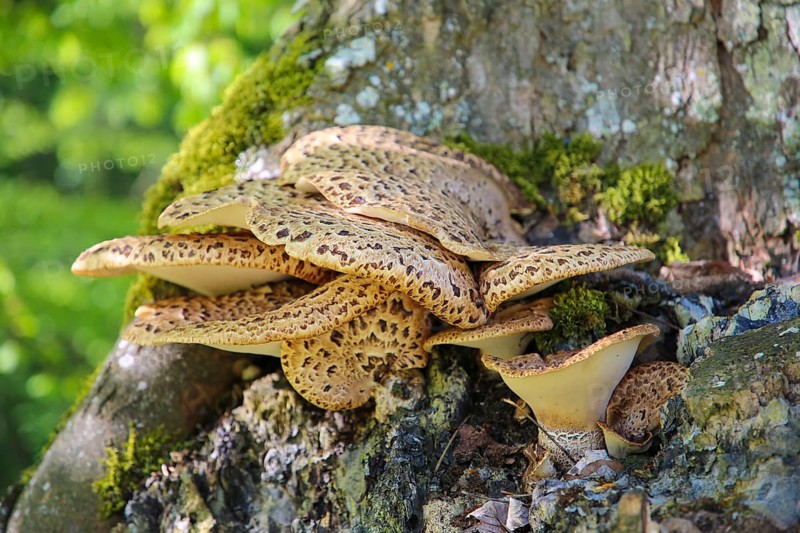 Dryad's saddle (Polyporus squamosus), tree fungus, concentrically arranged dark brown scales on light brown cap, fungus on tree bark, tree fungus, Honau, Swabian Alb, Baden-Württemberg, Germany
