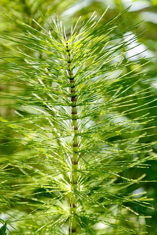 Horsetail (Equisetum), subgenus giant horsetail (Equisetum telmateia), green plants, nature, Swabian Alb, Baden-Württemberg, Germany