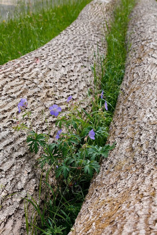 Meadow cranesbill (Geranium pratense), purple flowers, wildflower growing between tree trunks, bark, felled trees, grasses, nature, meadow, Swabian Alb, Baden-Württemberg, Germany