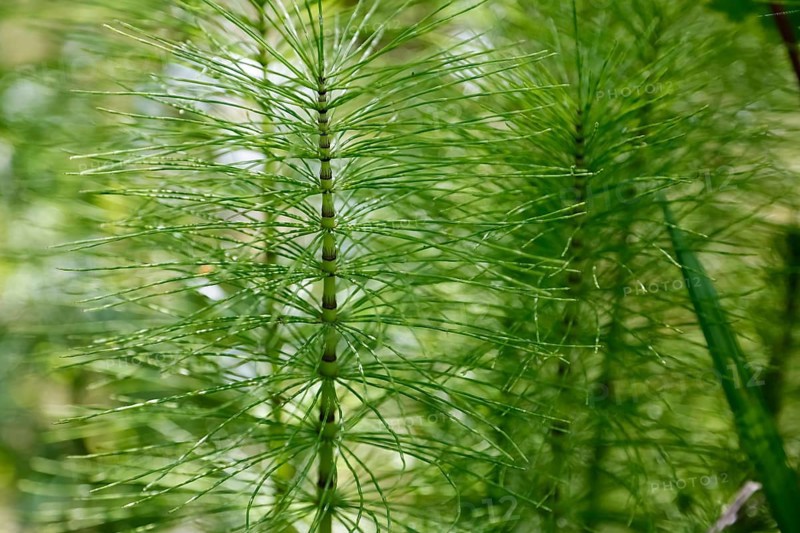 Horsetails (Equisetum), subgenus giant horsetail (Equisetum telmateia), green plants, nature, Swabian Alb, Baden-Württemberg, Germany