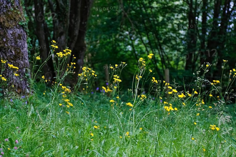 Meadow hogweed (Tragopogon pratensis), yellow flowers, wildflower, grasses, nature, meadow, Swabian Alb, Baden-Württemberg, Germany