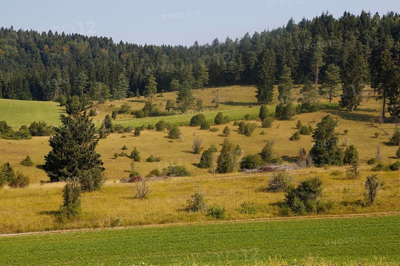 Landscape, nature, trees, meadow, juniper heath, Digelfeld near Hayingen, Swabian Alb, Baden-Württemberg, Germany