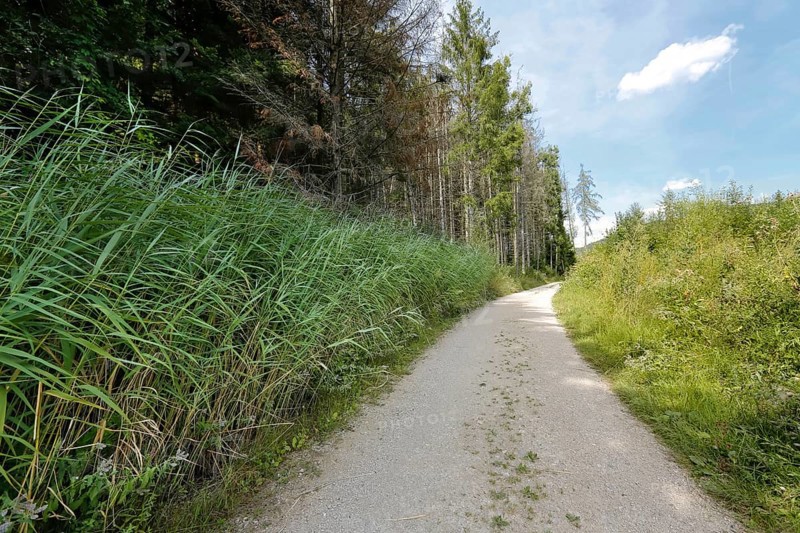 Field path to Junginger Gieß, gravel path, trees, reeds, nature, Jungingen im Killertal, Zollernalb, Swabian Alb, Zollernalbkreis, Baden-Württemberg, Germany