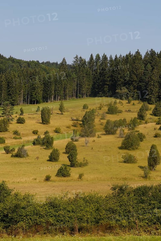 Landscape, nature, trees, meadow, juniper heath, Digelfeld near Hayingen, Swabian Alb, Baden-Württemberg, Germany