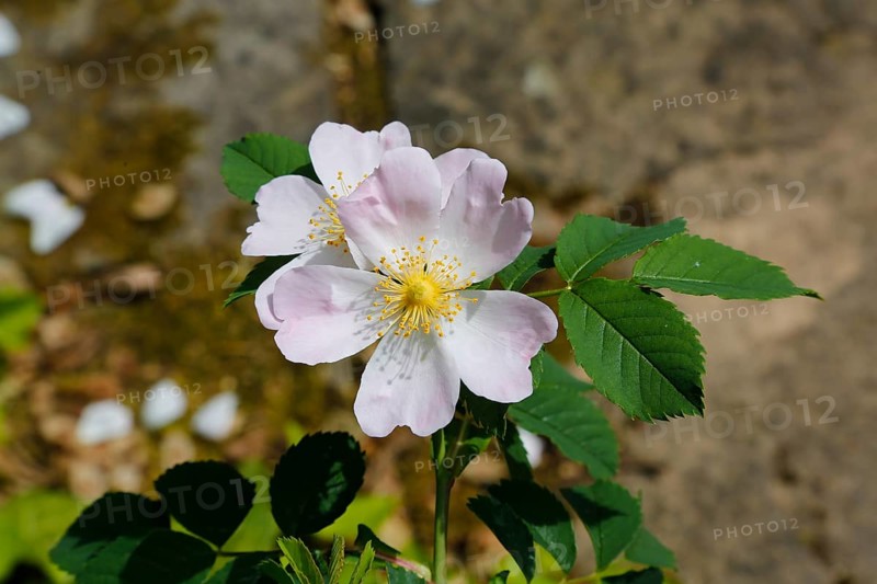 Dog rose (Rosa canina), dog rose, dog rose, heather rose, hag rose, blossoms, green leaves, garden, flowers, plants, spring bloomers, Reutlingen, Baden-Württemberg, Germany