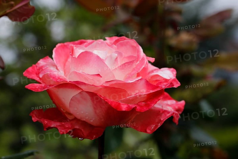 Rose (Rosa), cultivated rose, white and red blossom, leaves, garden, flowers, plants, water drop, raindrop, Reutlingen, Baden-Württemberg, Germany
