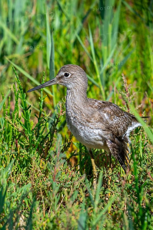 Injured common redshank (Tringa totanus) juvenile with broken wing hiding in glasswort vegetation in coastal saltmarsh, salt marsh in summer