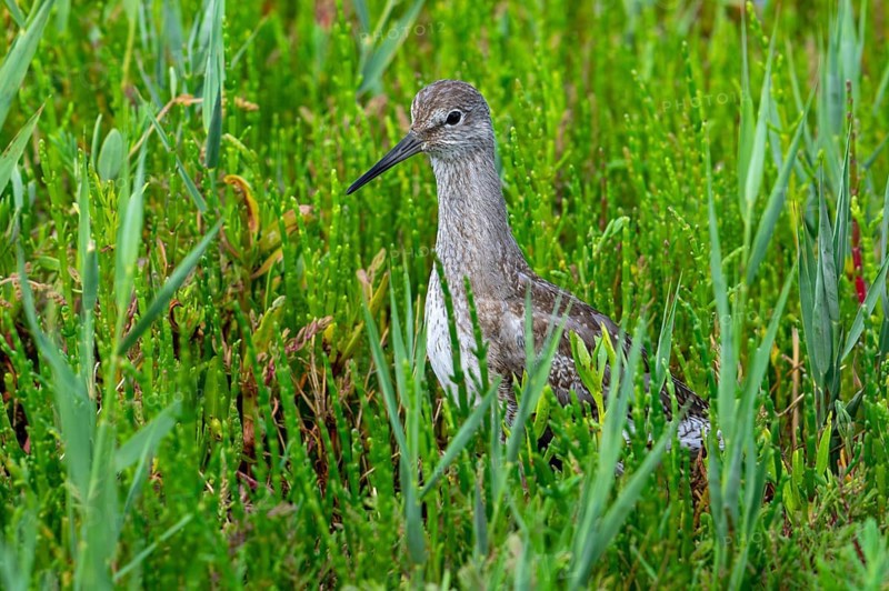 Common redshank (Tringa totanus) juvenile hidden in vegetation with glasswort on the shore of coastal saltmarsh, salt marsh along the coast in summer