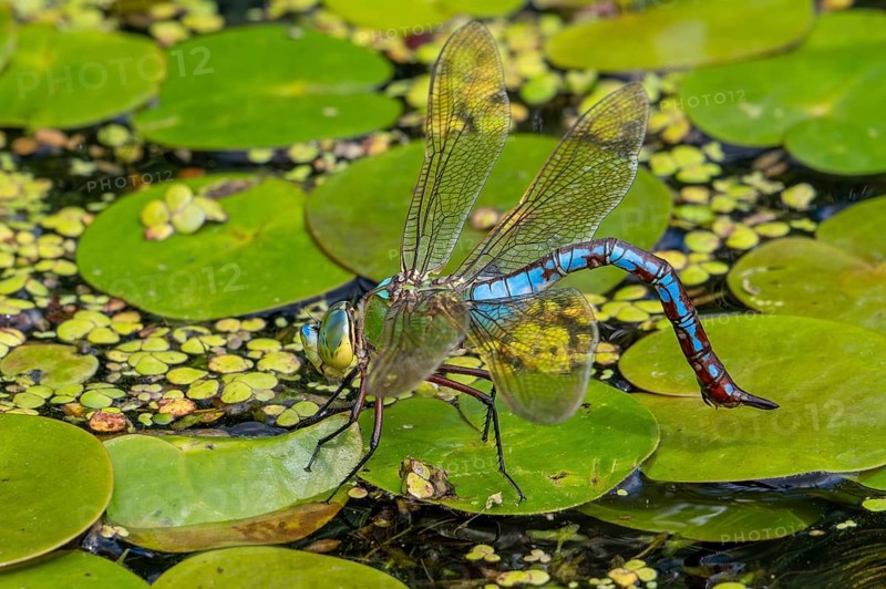 Emperor dragonfly, blue emperor (Anax imperator, Anax formosa) female with blue abdomen laying eggs in water of brook in summer
