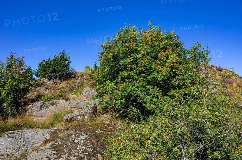Wild mountain ash, Sorbus aucuparia, growing on granite rocks on the beach promenade of Uddevalla, Bohuslän, Västra Götalands län, Sweden