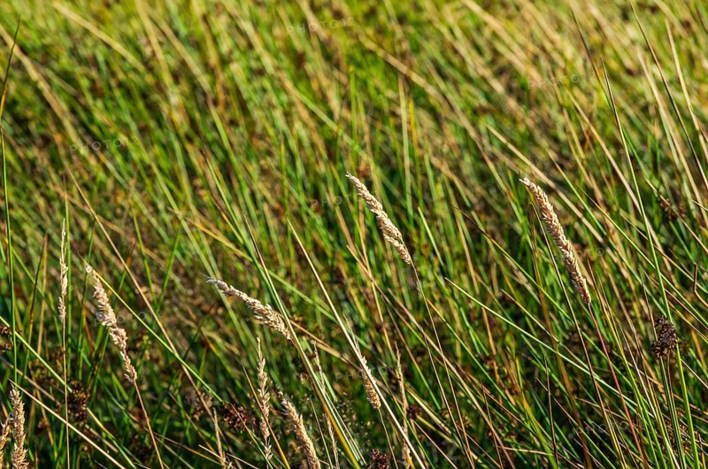 Grasses in the evening light in a meadow in a rural setting near Henan on Orust, Bohuslän, Västra Götalands län, Sweden
