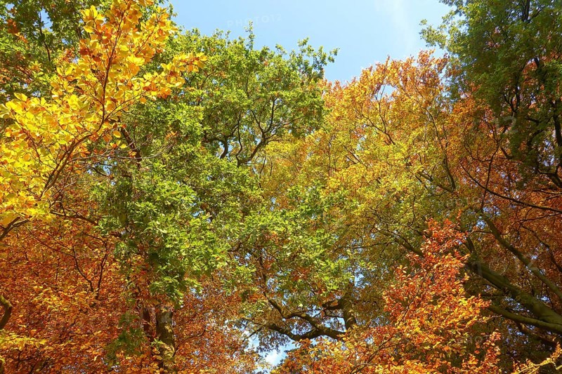 Colourful leaves Colourful leaves change colour on deciduous trees in late summer Golden autumn beginning of autumn, Germany