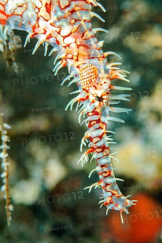 Extreme close-up of head of harlequin ghost pipefish (Solenostomus paradoxus) Harlequin ghost pipefish Jewelled ghost pipefish, Andaman Sea, Phuket, Thailand