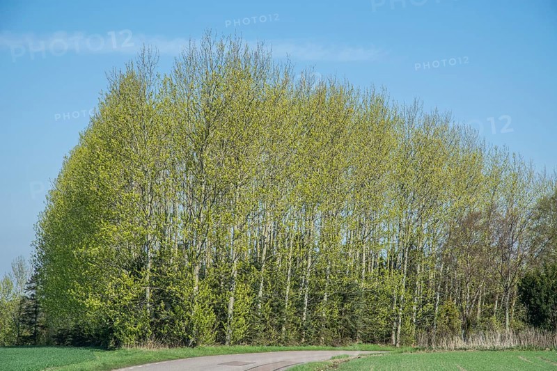 Grove during the leaf-bursting season in spring in Övraby, Skåne County, Sweden, Scandinavia
