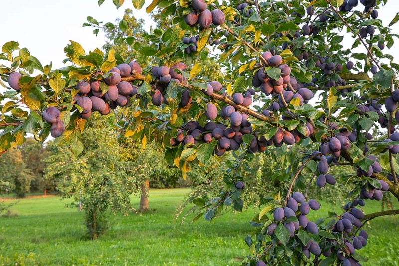 Plum tree illuminated by the sun in summer with ripe fruit shortly before harvesting