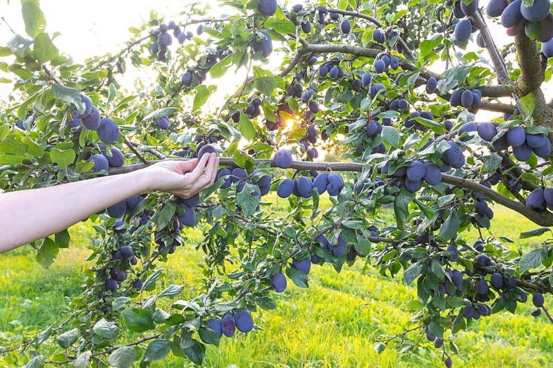A hand reaches for a plum on a tree in summer with ripe fruit and a radiant sun star
