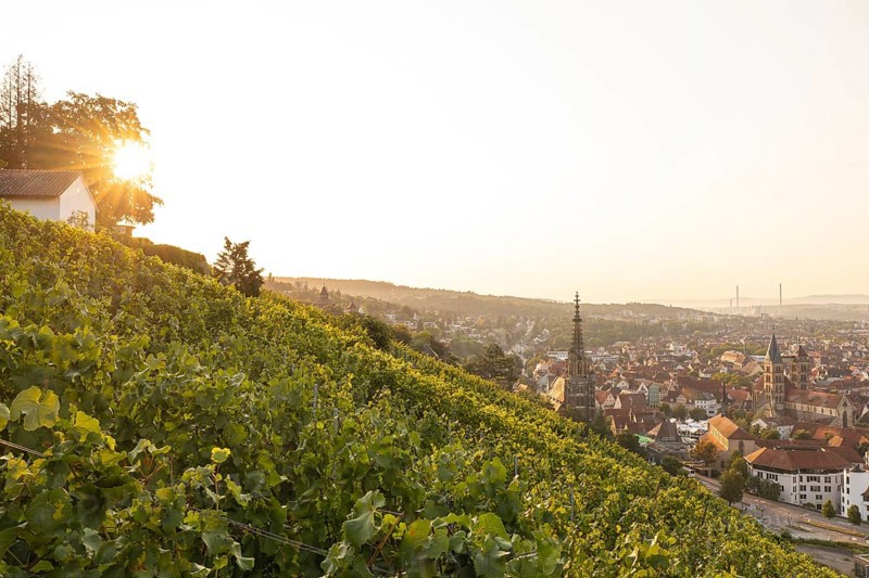 Sunrise over the vineyards of Esslingen am Neckar