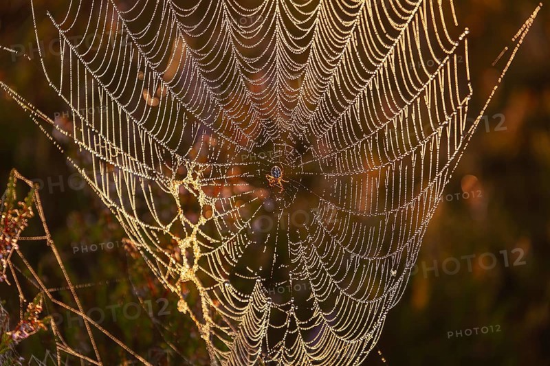 Cross spider in a dewdrop spider web with sundew in the Lüneburg Heath at sunrise