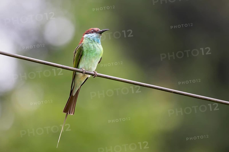 Malayan Bee-eater (Merops viridis), Lahad Datu, Sabah, Malaysia
