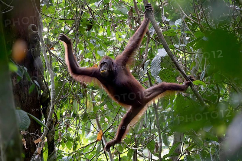 Bornean orangutan (Pongo pygmaeus), swinging from branch to branch, Lahad Datu, Sabah, Malaysia