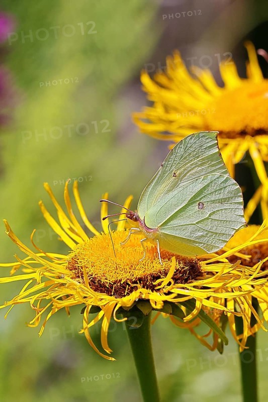 Lemon butterfly (Gonepteryx rhamny) on a yellow flower of a Great Telekie (Telekia speciosa), close-up, Wilnsdorf, North Rhine-Westphalia, Germany