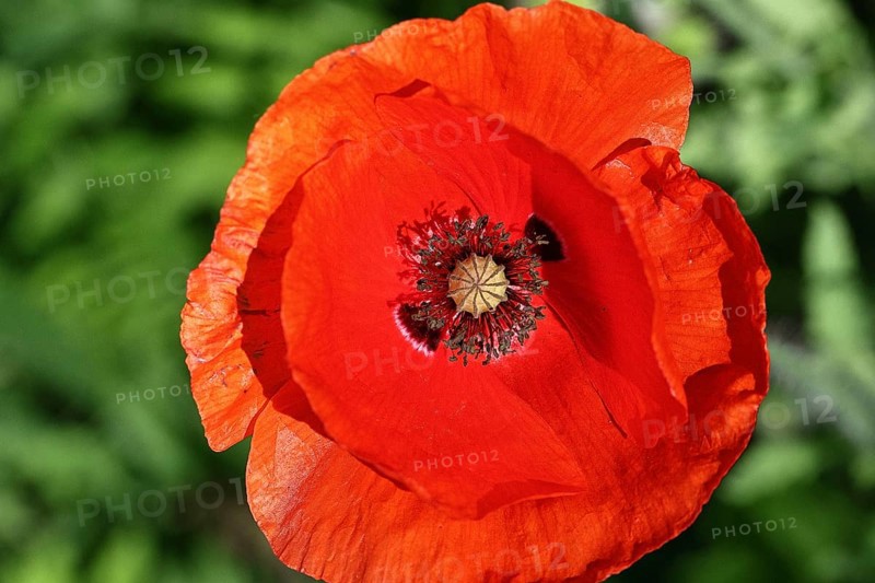 Red poppy (Papaver rhoeas), red flower in a natural garden, Wilnsdorf, North Rhine-Westphalia, Germany