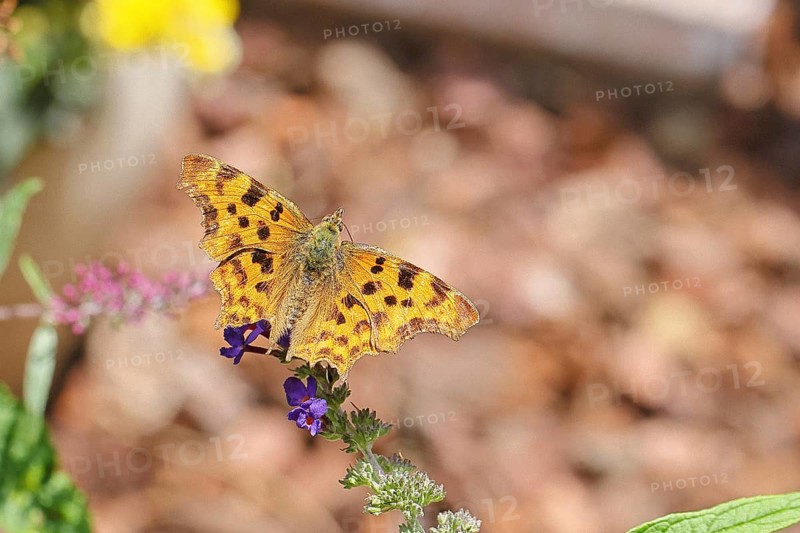 C-moth (Polygonia C-album), on butterfly bush (Buddleja davidii), close-up, macro photo, Wilnsdorf, North Rhine-Westphalia, Germany
