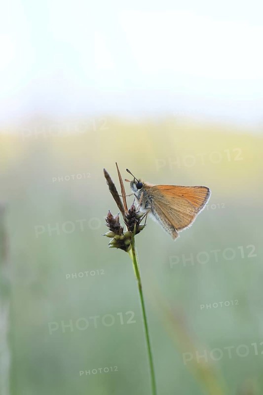 Large skipper (Ochlodes sylvanus, Augiades sylvanus), resting in the evening on a blade of grass in a meadow, close-up, macro photograph, Wilnsdorf, North Rhine-Westphalia, Germany